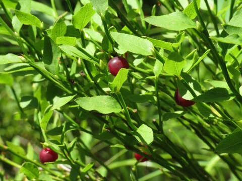 Image de Vaccinium scoparium Leiberg