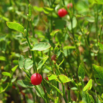 Image of grouse whortleberry