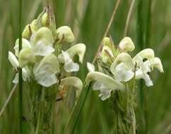 Image de Pedicularis parryi A. Gray