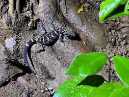 Sivun Cyrtodactylus wayakonei Nguyen, Kingsada, Rösler, Auer & Ziegler 2010 kuva