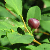 Sivun Vaccinium membranaceum Dougl. ex Hook. Torr. kuva