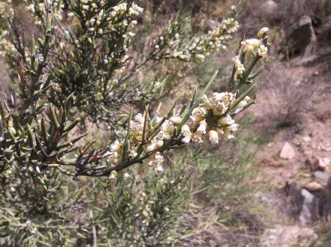 Imagem de Colletia spinosissima J. F. Gmel.