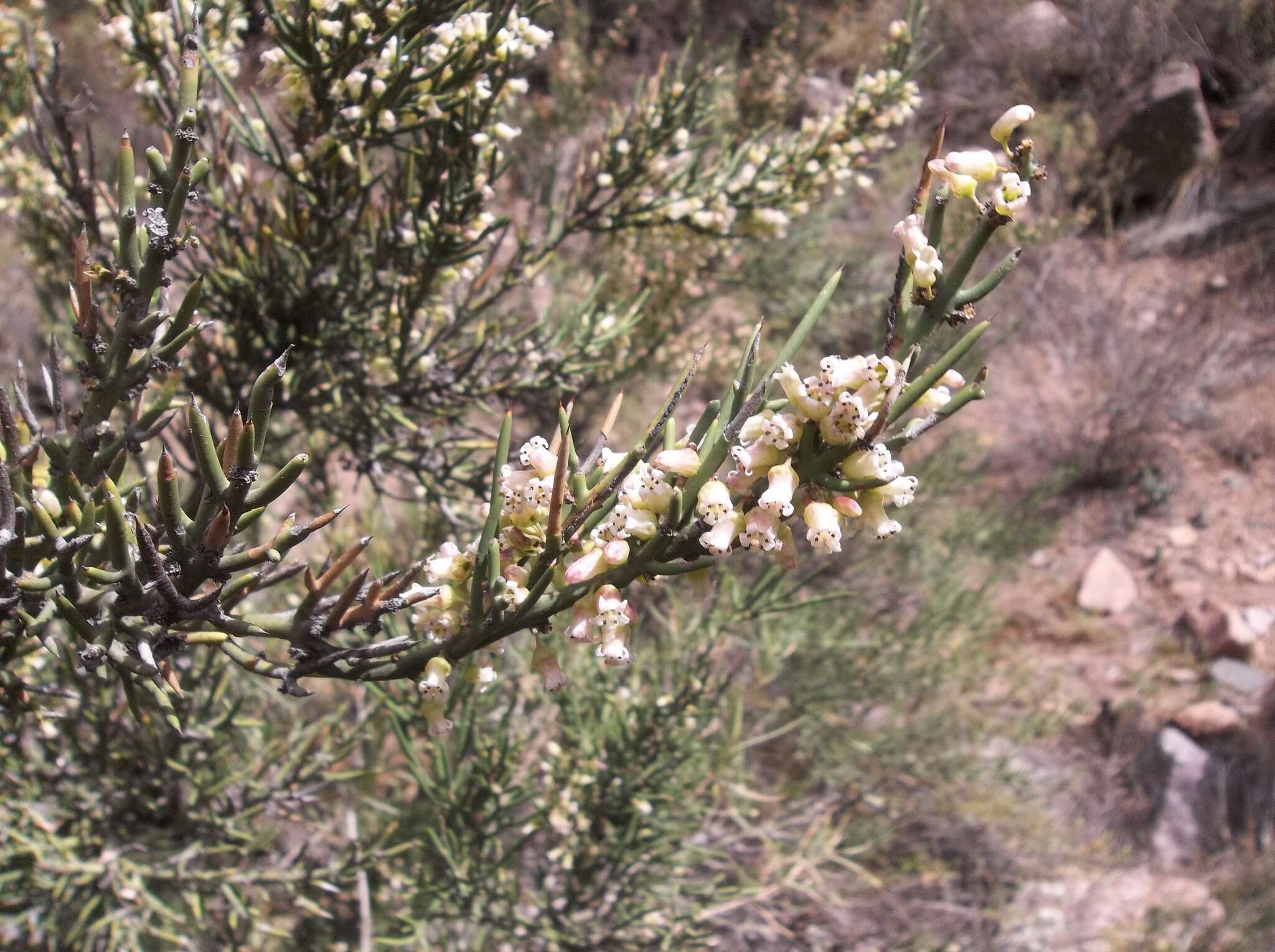 Imagem de Colletia spinosissima J. F. Gmel.