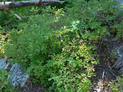 Image of thinleaf huckleberry