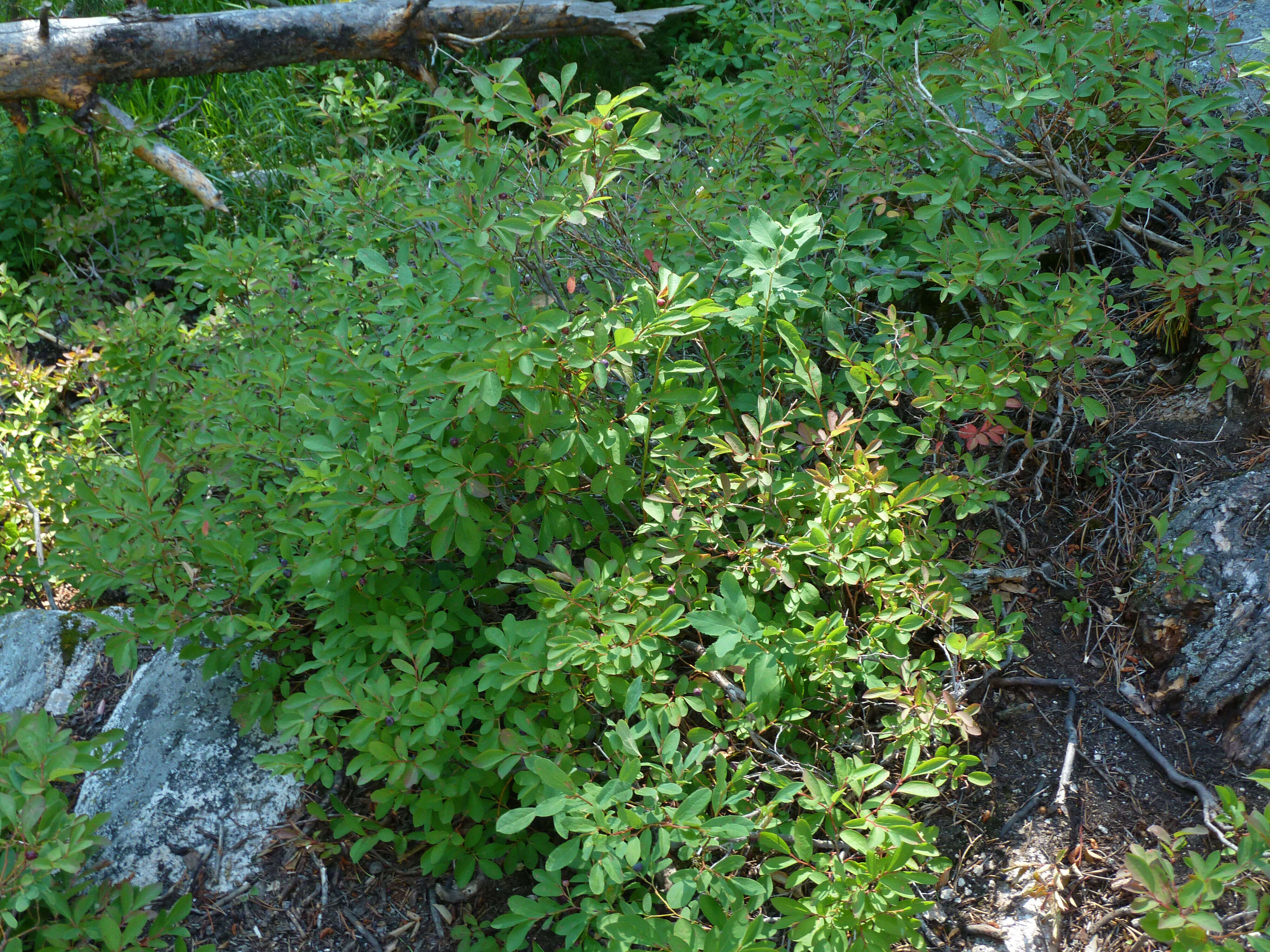 Image of thinleaf huckleberry