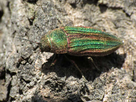 Image of Golden Buprestid