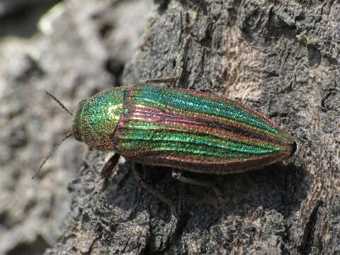 Image of Golden Buprestid