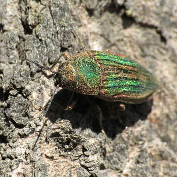 Image of Golden Buprestid