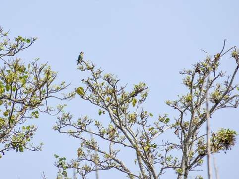 Image of Bahamas Parrot