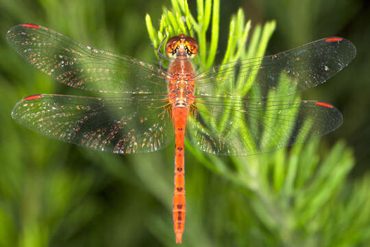 Image of Red Percher Dragonfly