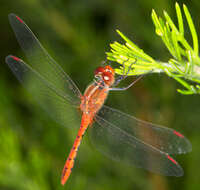 Imagem de Diplacodes bipunctata (Brauer 1865)