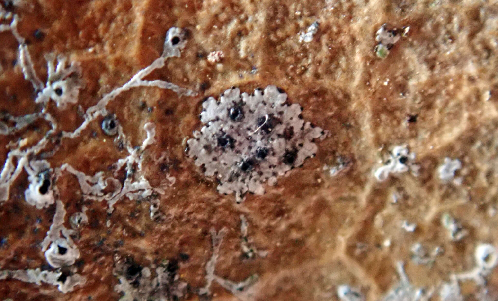 Image of strigula lichen