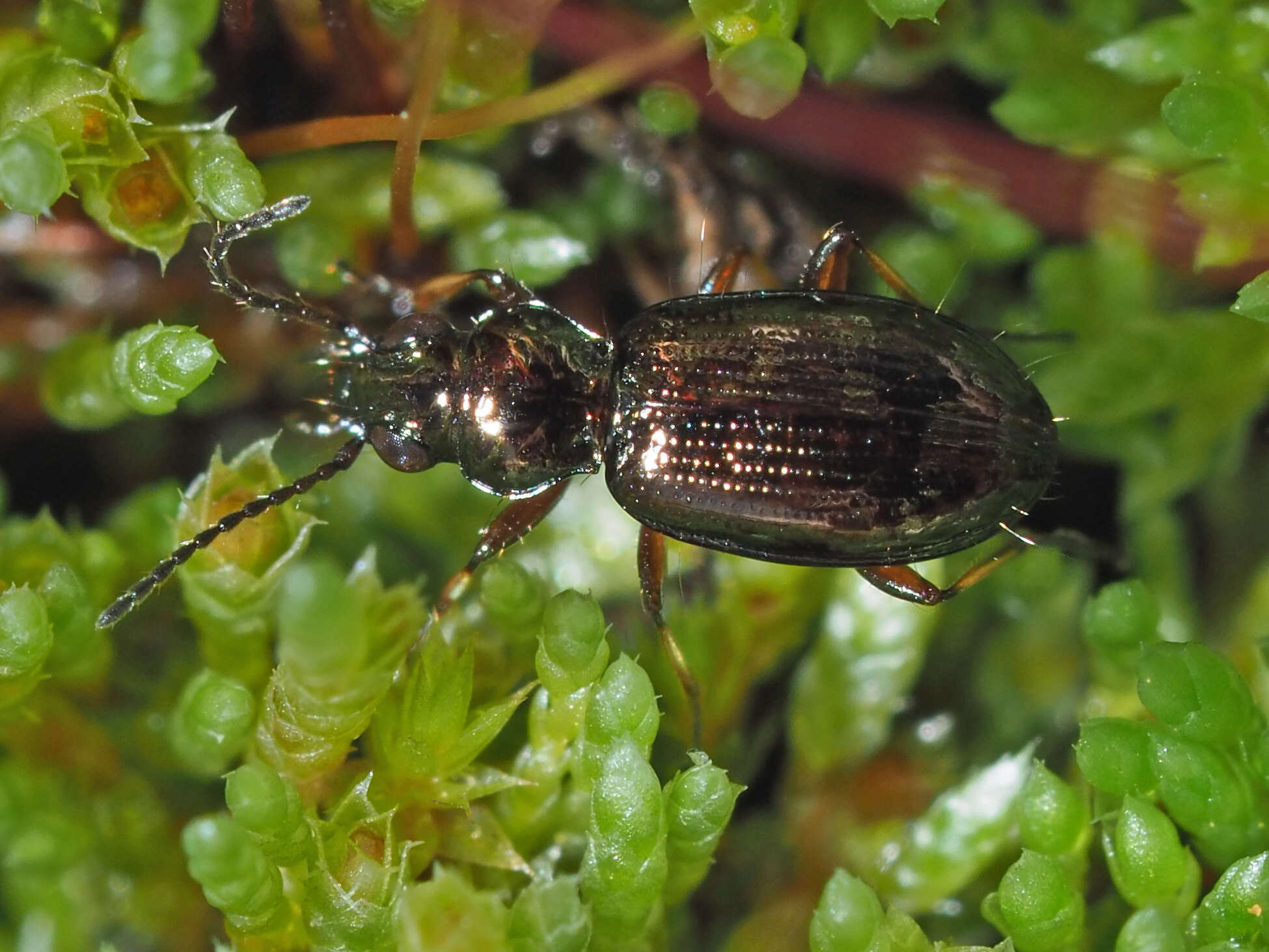 Bembidion (Metallina) properans (Stephens 1828) resmi