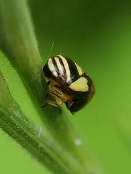 Image of Dogwood Spittlebug