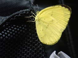 Image of <i>Eurema blanda arsakia</i>