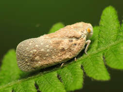 Image of Citrus Flatid Planthopper