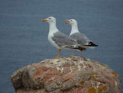 Imagem de Larus michahellis Naumann & JF 1840