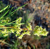 Image de Searsia rosmarinifolia (Vahl) F. A. Barkley