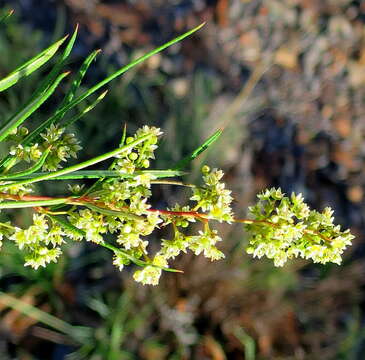 Searsia rosmarinifolia (Vahl) F. A. Barkley的圖片