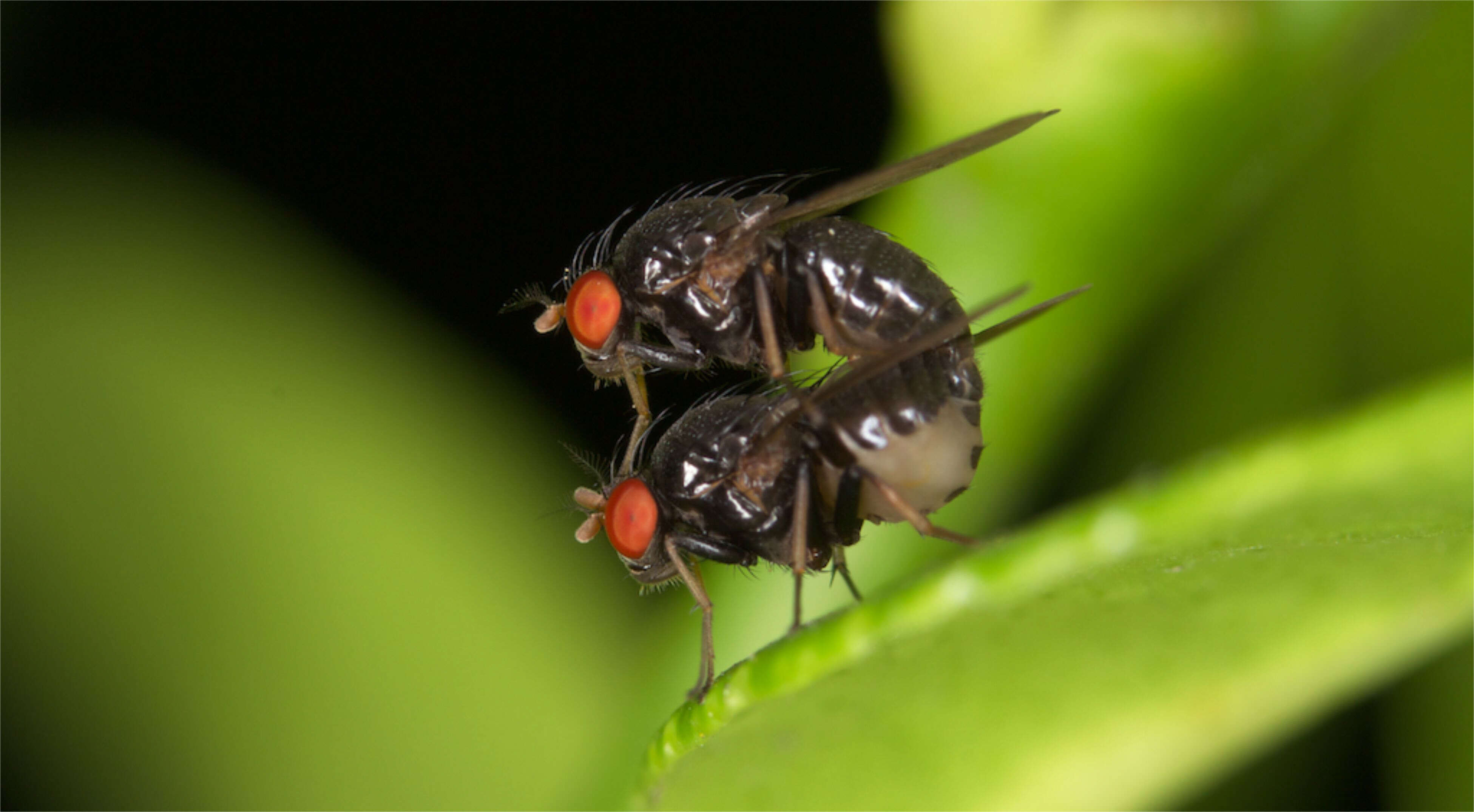 Image of leaf-mining flies
