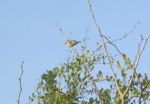 Image of Southern Beardless Tyrannulet