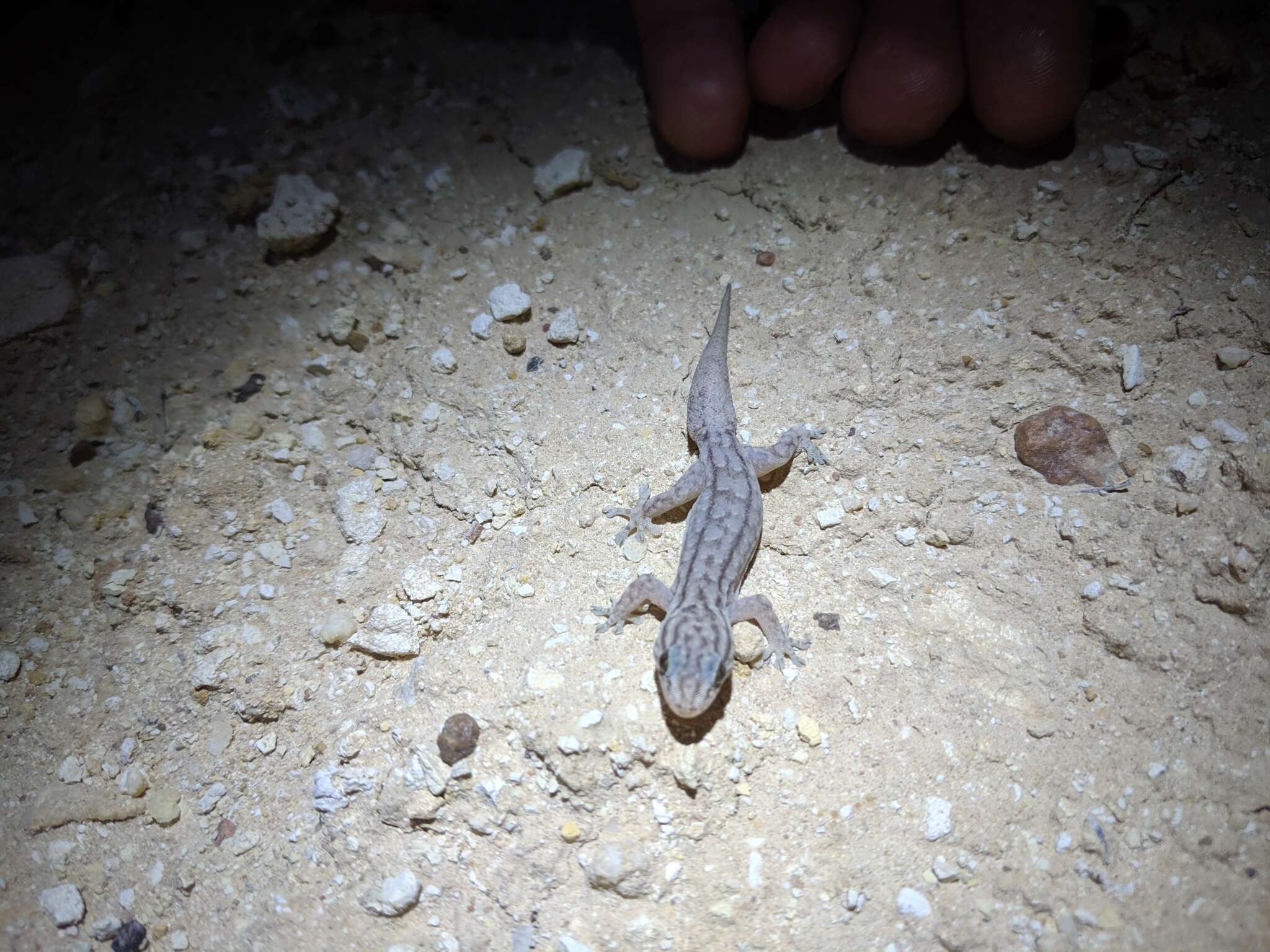 Image of Gehyra versicolor Hutchinson, Sistrom, Donnellan & Hutchinson 2014