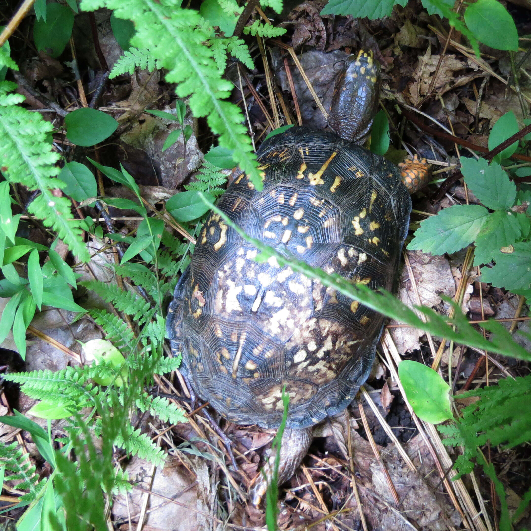 Image of American Box Turtle