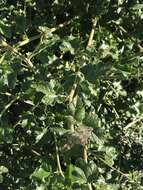 Image of yellowstem bushmallow