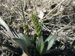 Image of redwool plantain