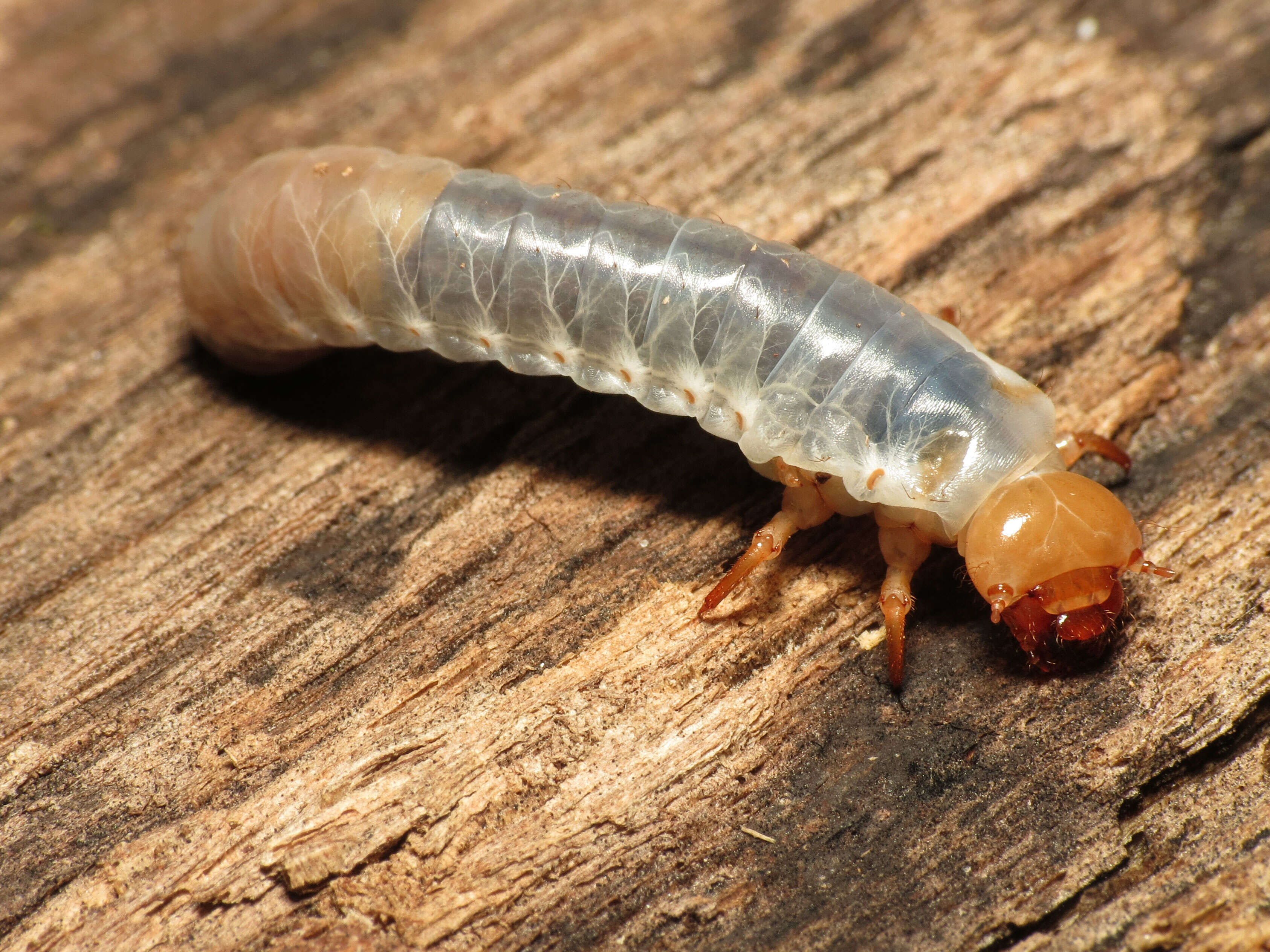 Image of Horned Passalus