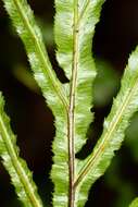 Image of Oceaniopteris ciliata (T. Moore) Gasper & Salino