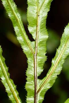 Imagem de Oceaniopteris ciliata (T. Moore) Gasper & Salino