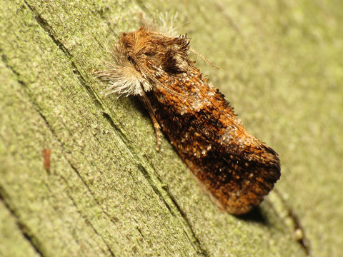 Image of <i>Acrolophus panamae</i>