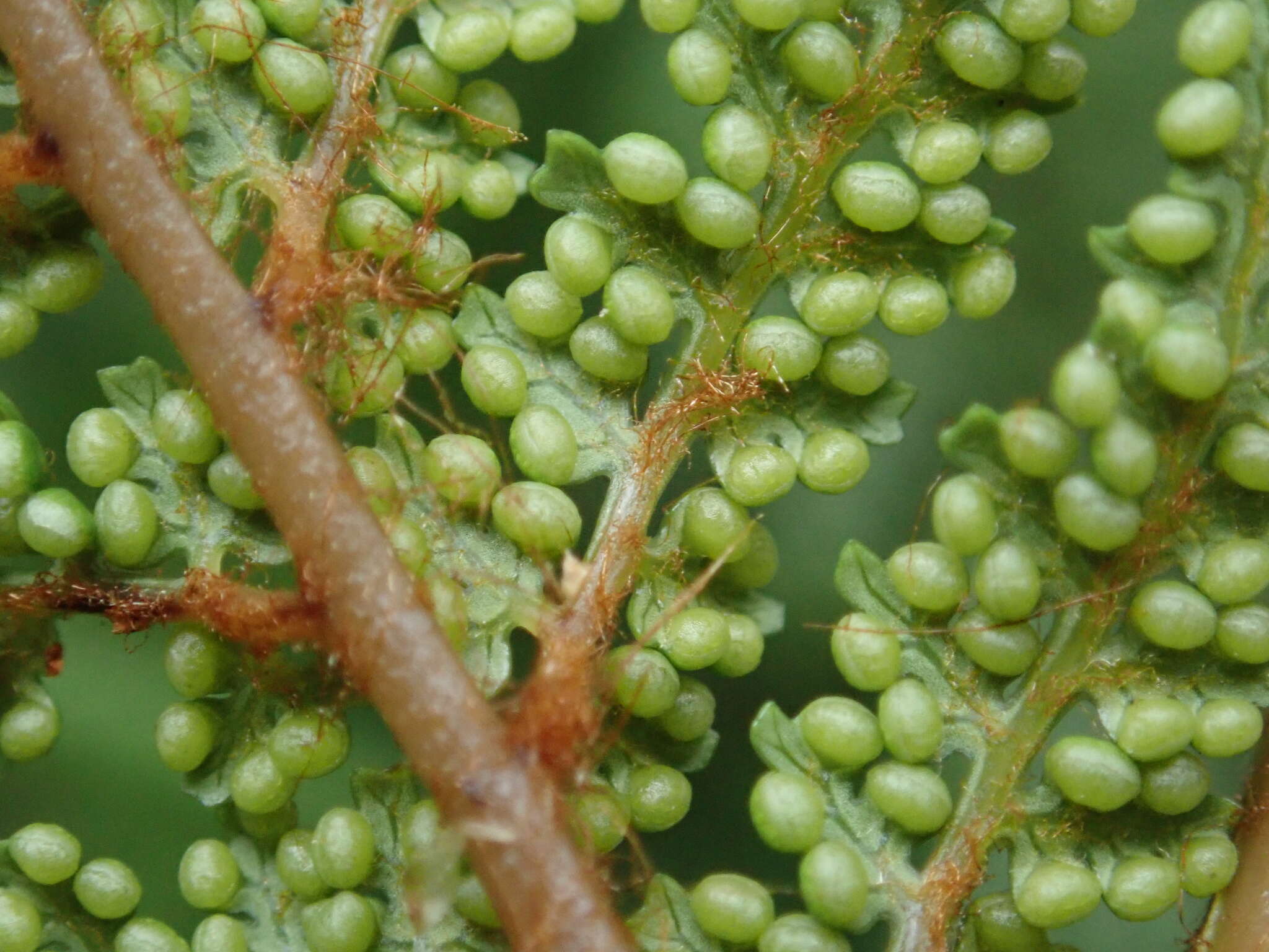 Image of Dicksonia lanata Col.