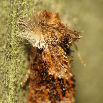 Image of Panama Grass-tubeworm Moth