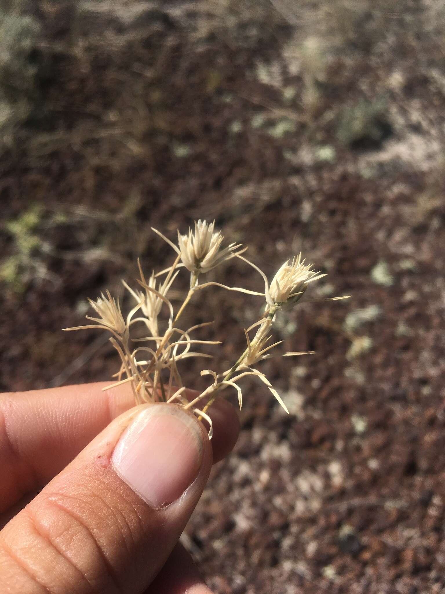 Image of Hooker's sandwort