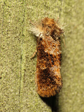 Image of Panama Grass-tubeworm Moth