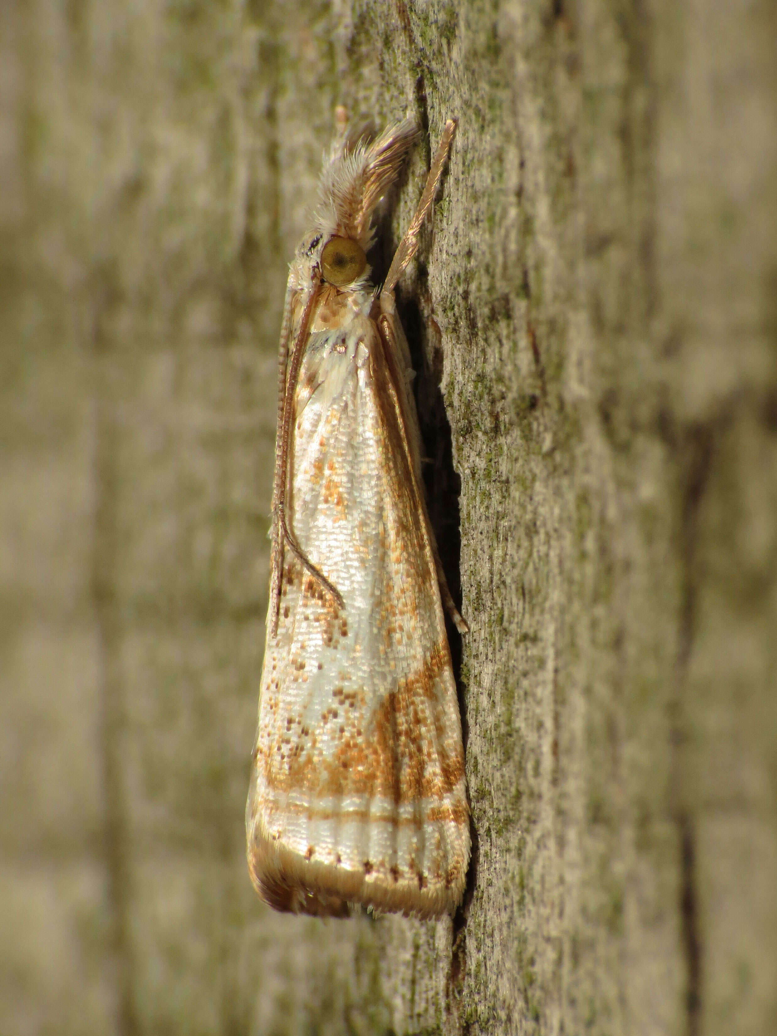 Image of Microcrambus