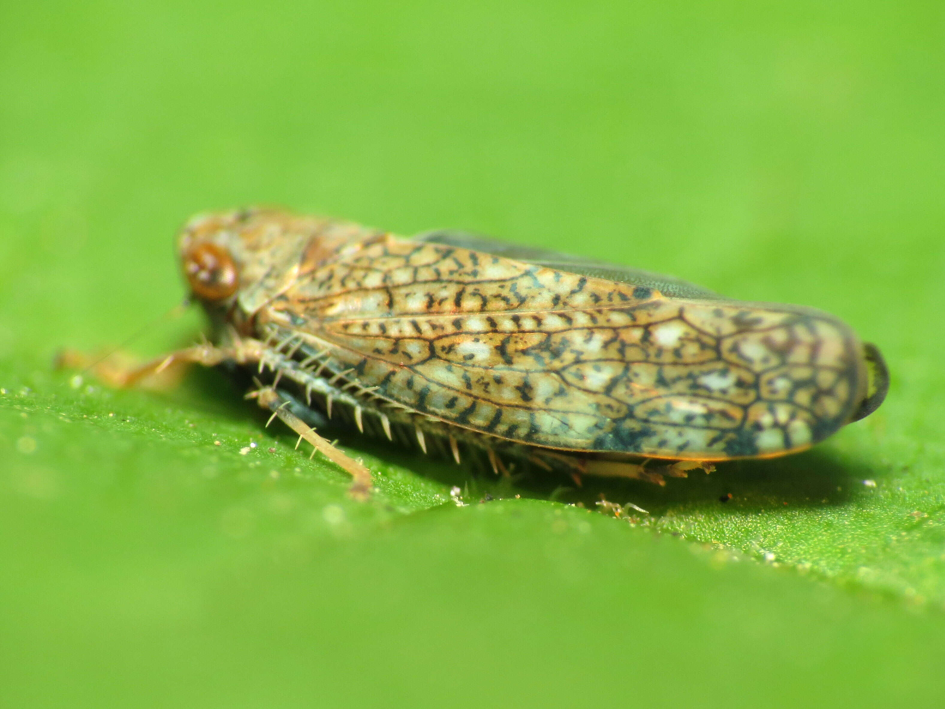 Image of Japanese Leafhopper