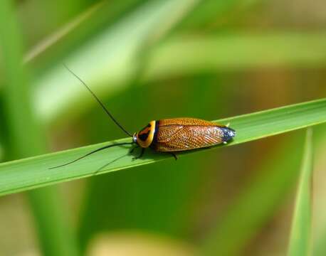 Image of Ellipsidion reticulatum Saussure 1864