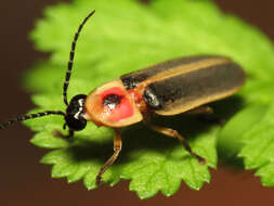 Image of common eastern firefly