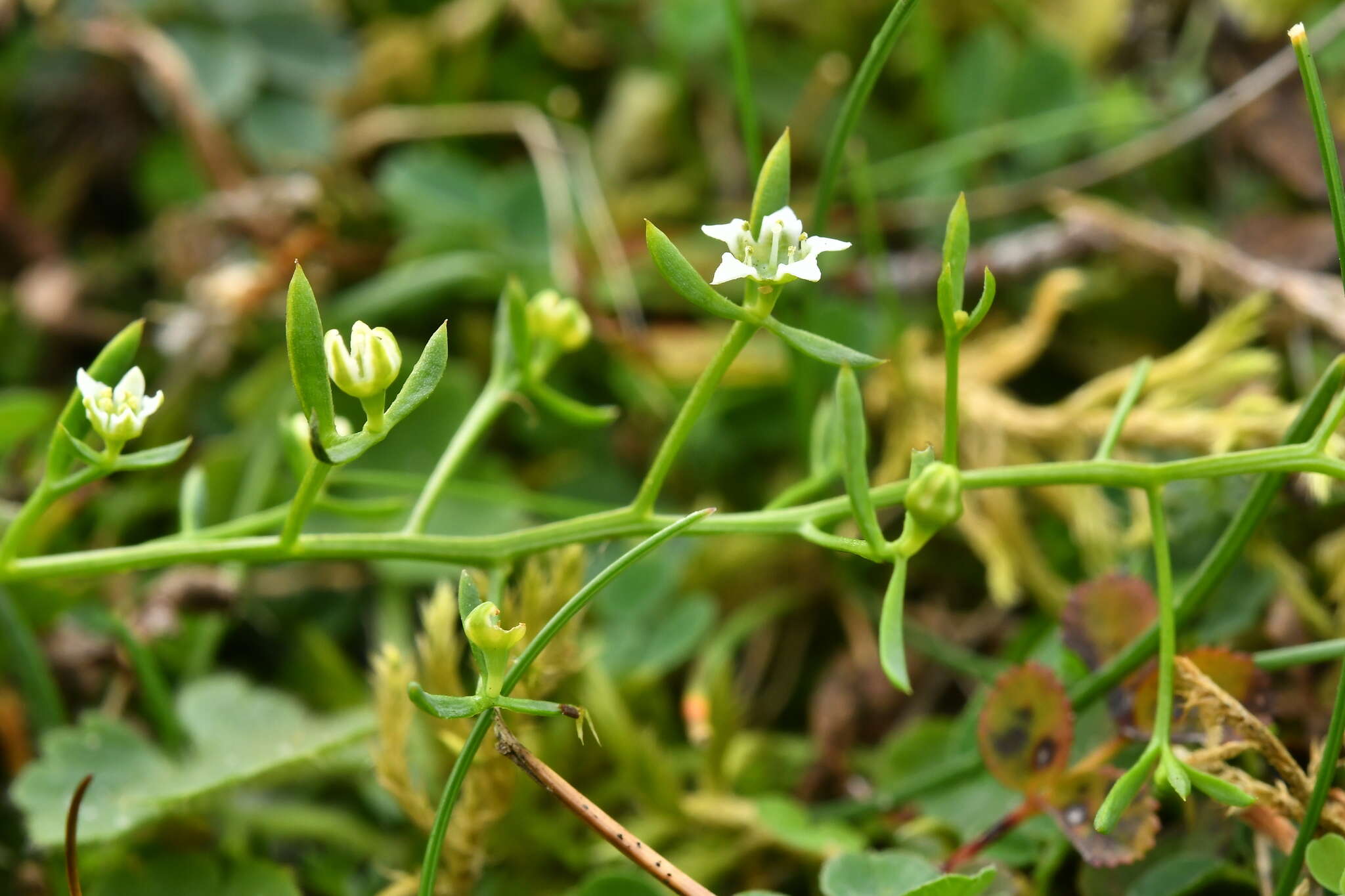 Plancia ëd Thesium humifusum DC.