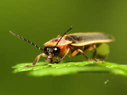 Image of common eastern firefly