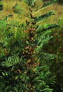 Image of Indigofera cryptantha subsp. cryptantha