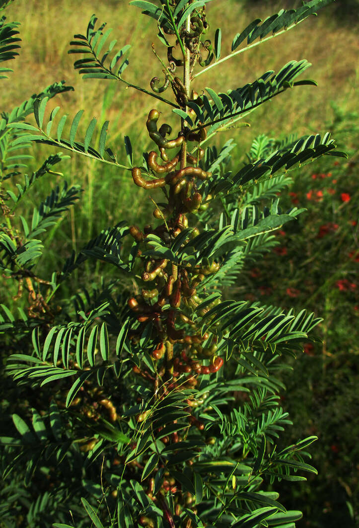 Image of Indigofera cryptantha subsp. cryptantha