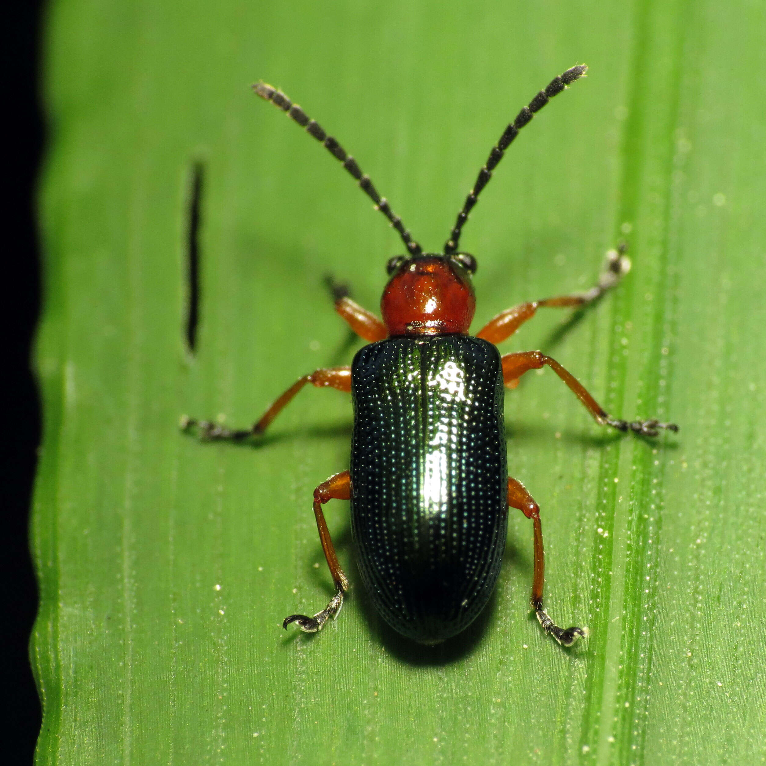 Image of Cereal leaf beetle