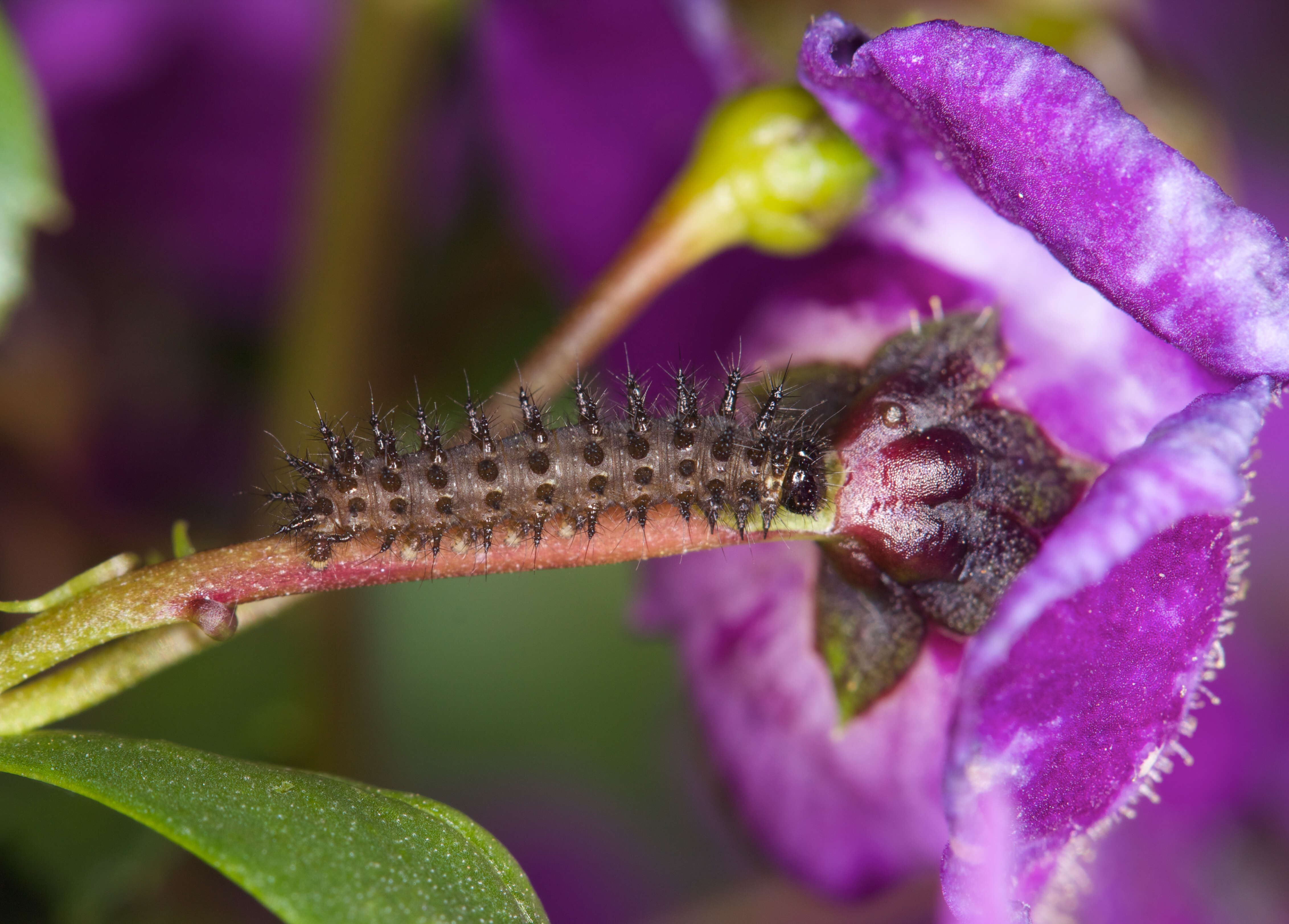 Image of Meadow Argus