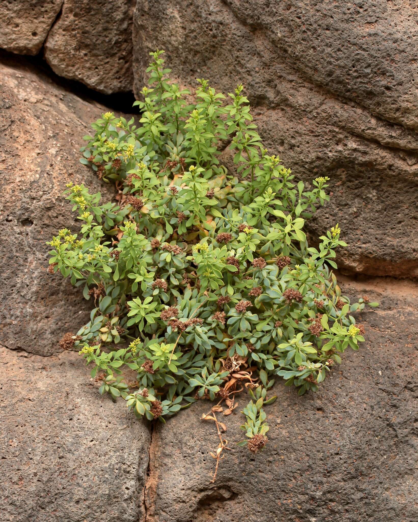 Image of Polycarpaea carnosa C. Sm.