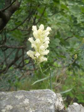 Image of Linaria peloponnesiaca Boiss. & Heldr.