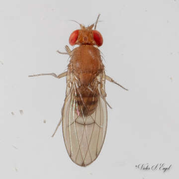 Imagem de Drosophila immigrans Sturtevant 1921